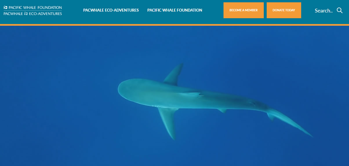 Pacific Whale Foundation